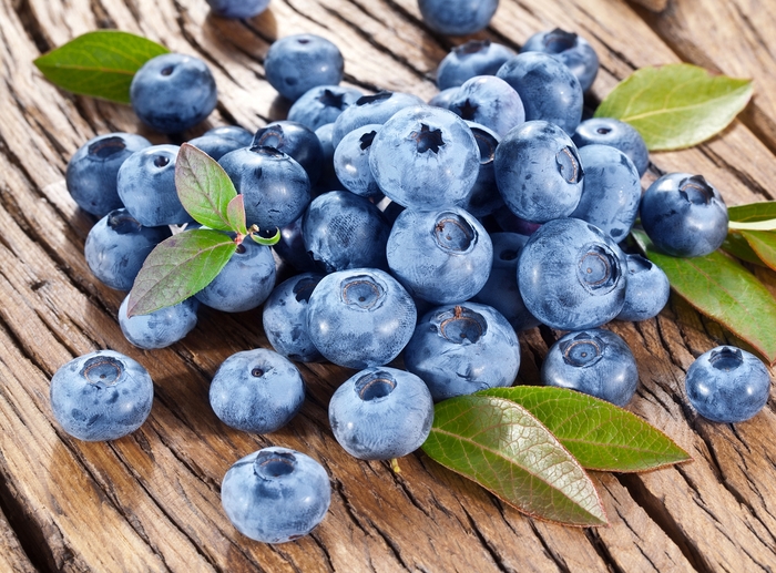 'Bluecrop' Blueberry - Vaccinium corymbosum from Winding Creek Nursery