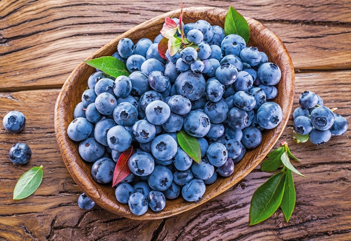 'Blueray' Blueberry - Vaccinium angustifolium from Winding Creek Nursery