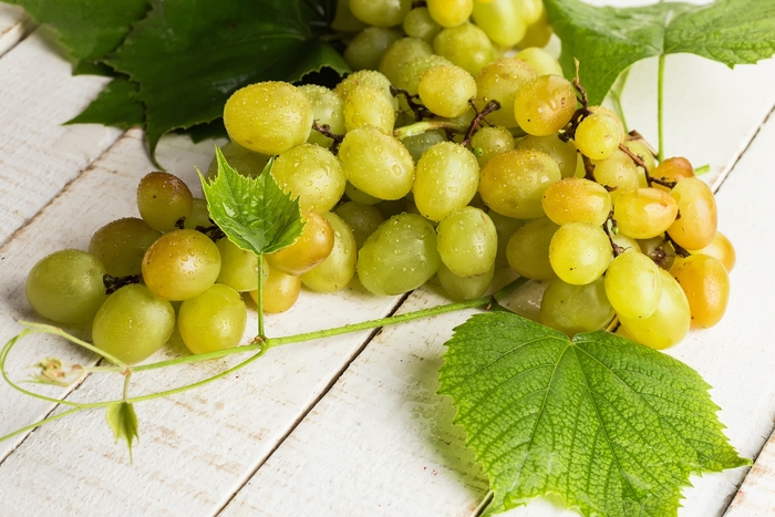 'Himrod' Seedless Grape - Vitis labrusca from Winding Creek Nursery