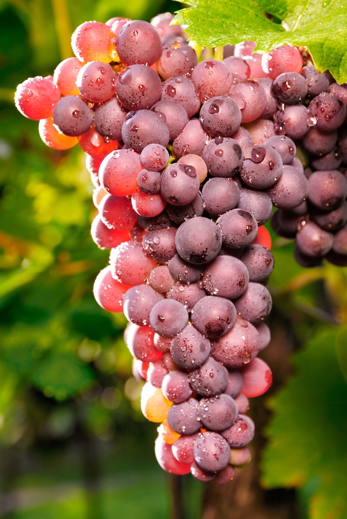 'Reliance' Grape - Vitis vinifera from Winding Creek Nursery