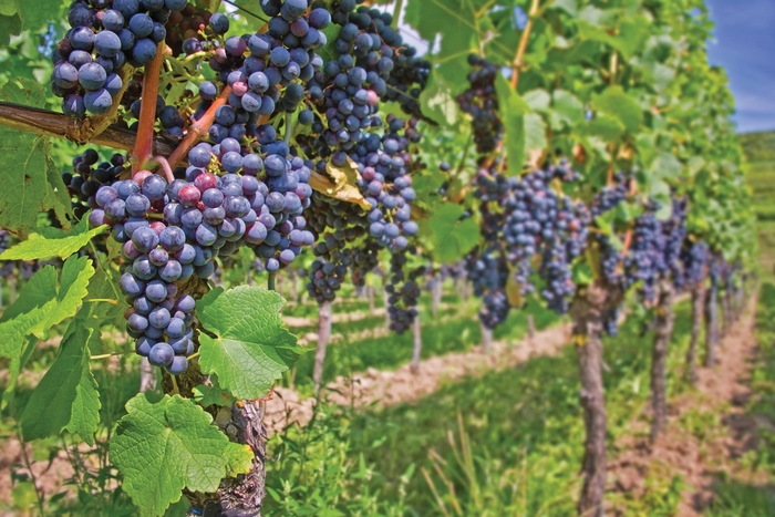 'St. Croix Red' Hardy Grape - Vitis vinifera from Winding Creek Nursery