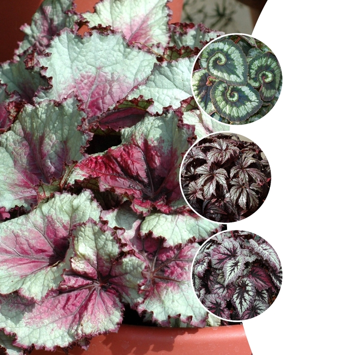 'Multiple Varieties' Rex Begonia - Begonia rex-cultorum from Winding Creek Nursery