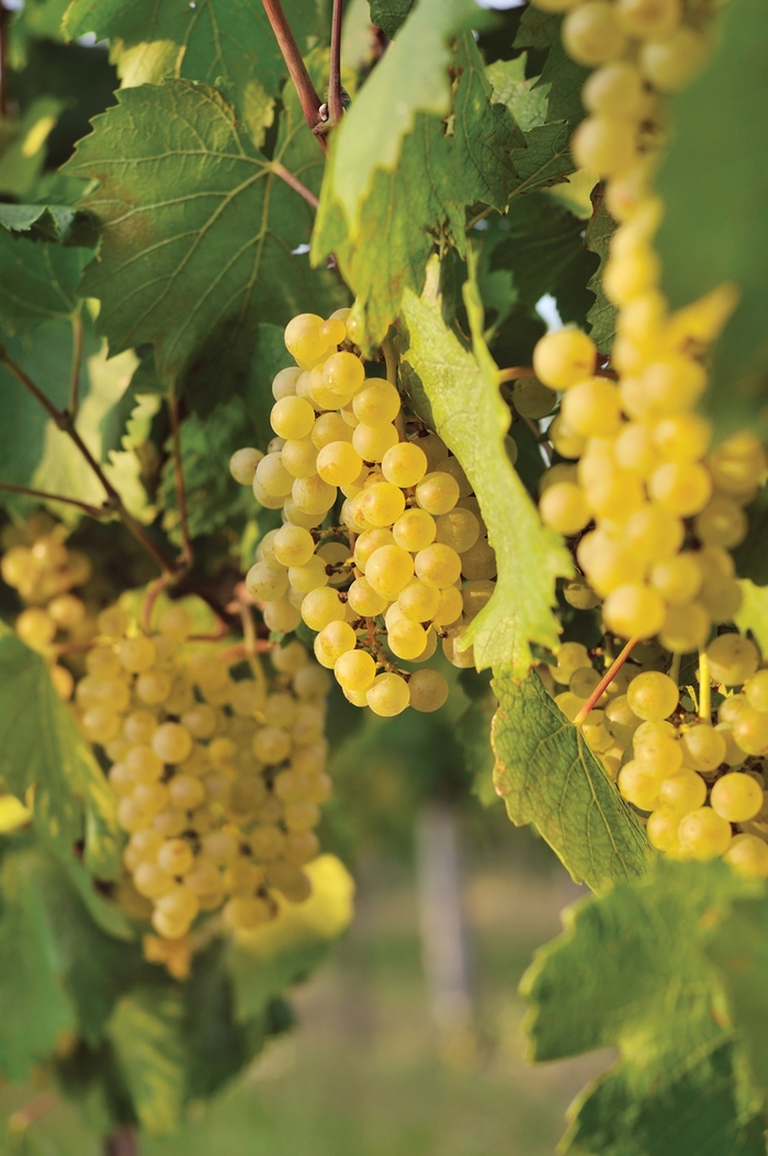 'Edelweiss' Grape - Vitis vinifera from Winding Creek Nursery