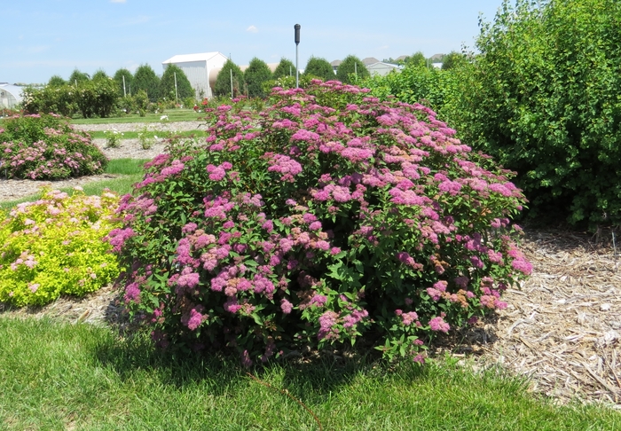 'Superstar™' Spirea - Spiraea x bumalda from Winding Creek Nursery