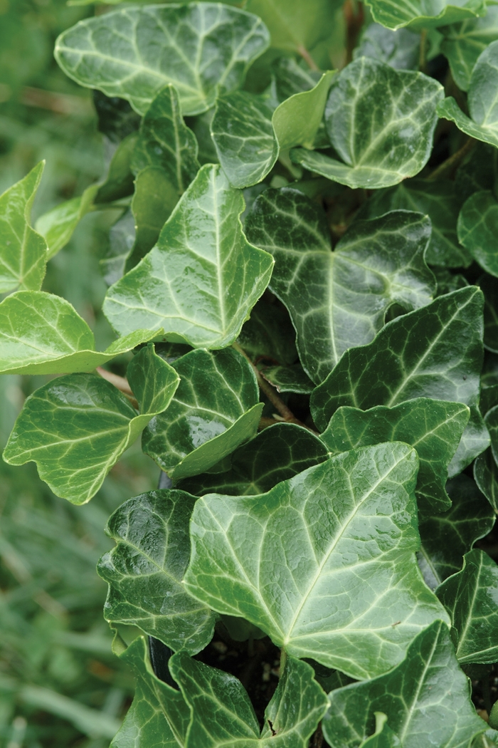 'Thorndale' English Ivy - Hedera helix from Winding Creek Nursery