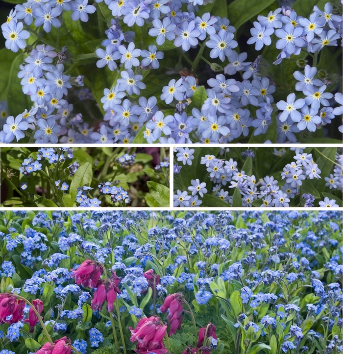 'Multiple Varieties' Forget-Me-Not - Myosotis from Winding Creek Nursery