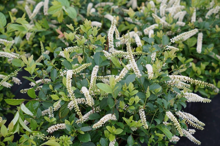 'Scentlandia®' Sweetspire - Itea virginica from Winding Creek Nursery