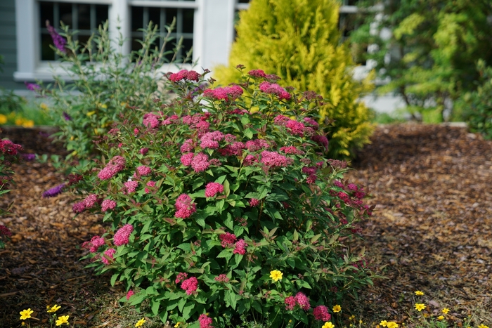 Double Play 'Doozie®' - Spiraea (Spirea) from Winding Creek Nursery