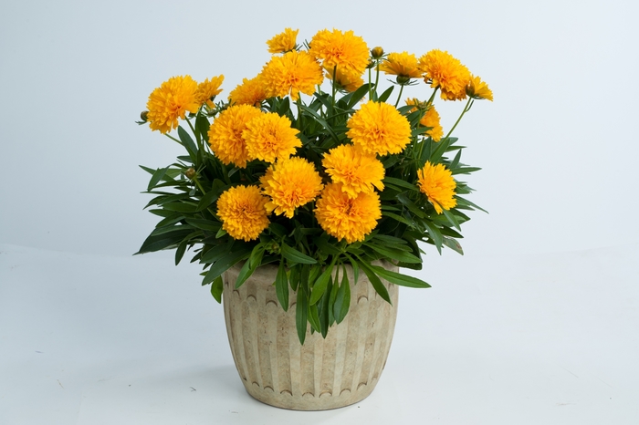 Solanna™ 'Golden Sphere' - Coreopsis grandiflora (Tickseed) from Winding Creek Nursery