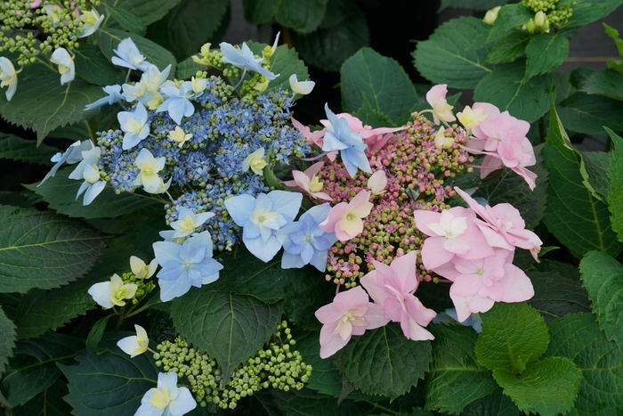 'Tuff Stuff Ah-Ha®' Reblooming Mountain Hydrangea - Hydrangea serrata from Winding Creek Nursery