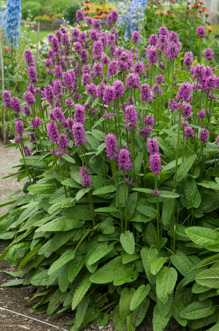 'Hummelo' Betony - Stachys monieri from Winding Creek Nursery