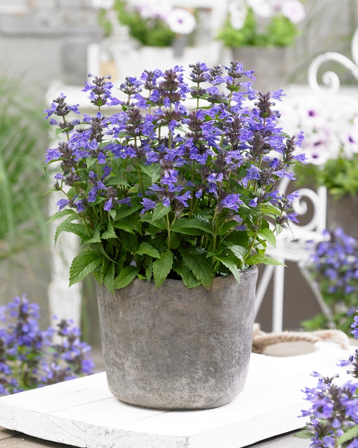 'Neptune' Dwarf Catmint - Nepeta kubanica from Winding Creek Nursery