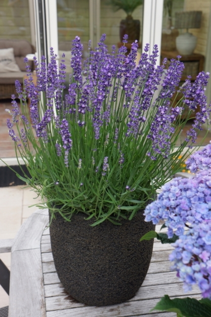 'Big Time Blue' English Lavender - Lavandula angustifolia from Winding Creek Nursery