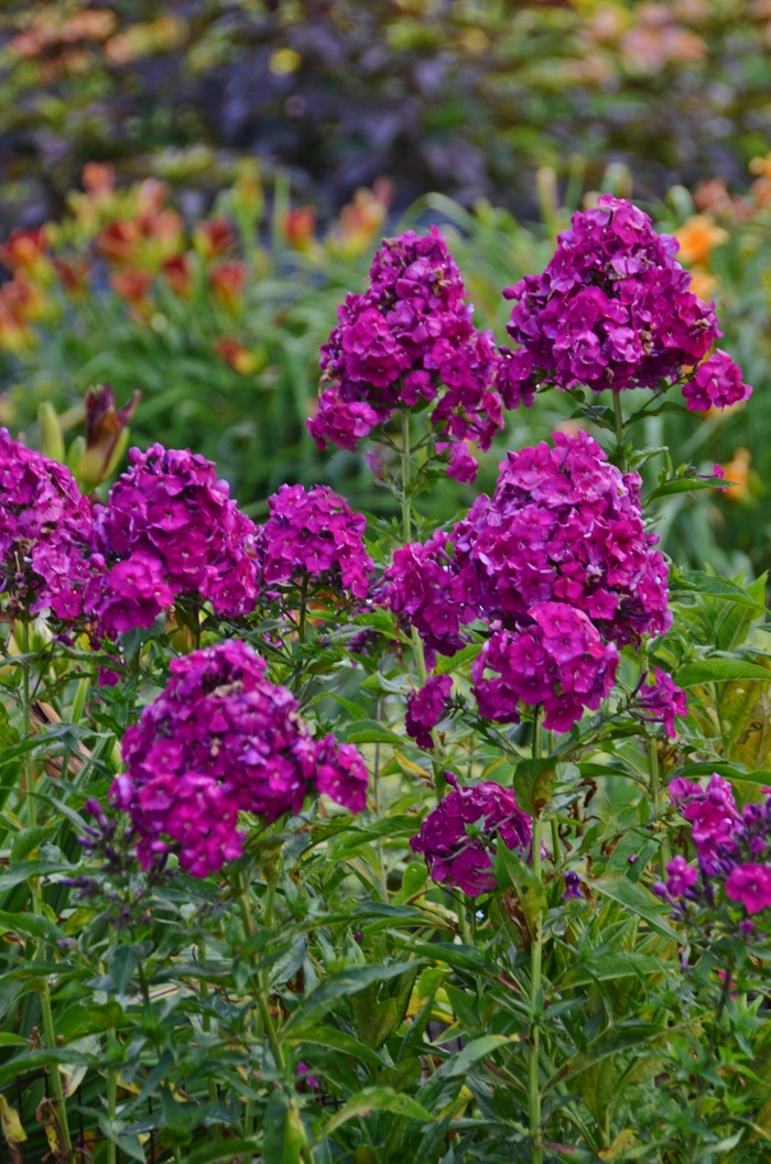 'Nicky' Garden Phlox - Phlox paniculata from Winding Creek Nursery