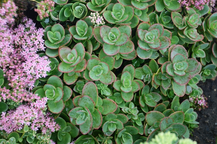 Sunsparkler® 'Lime Zinger' - Sedum (Stonecrop) from Winding Creek Nursery