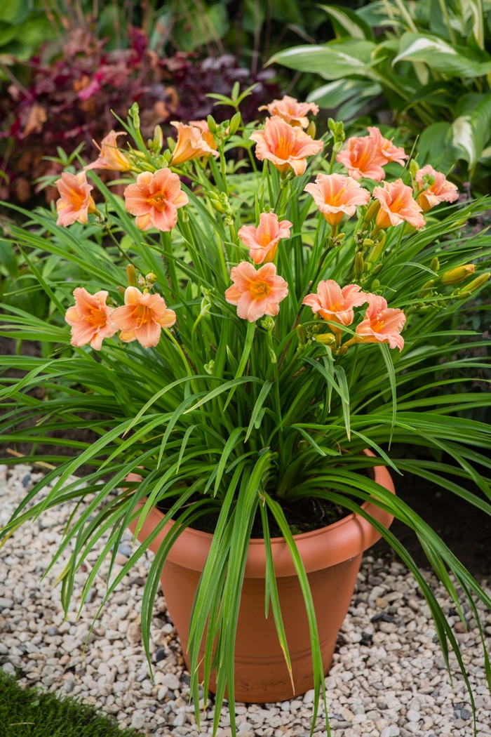 EveryDaylily® 'Pink Wing' - Hemerocallis (Daylily) from Winding Creek Nursery