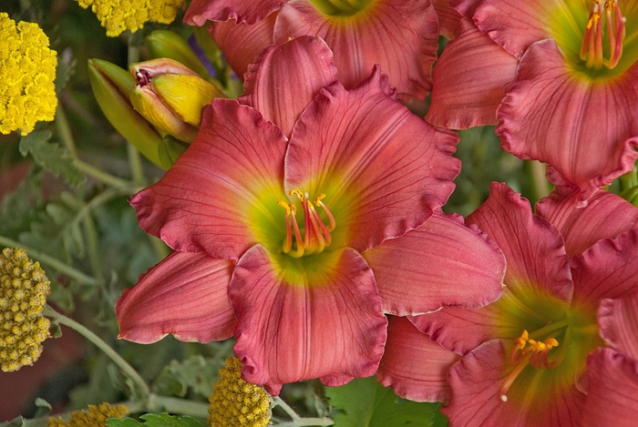 Happy Ever Appster™ 'Passionate Returns' - Hemerocallis (Daylily) from Winding Creek Nursery