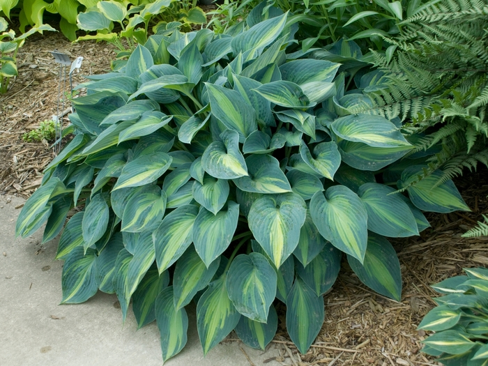 'June' Hosta, Plantain Lily - Hosta from Winding Creek Nursery