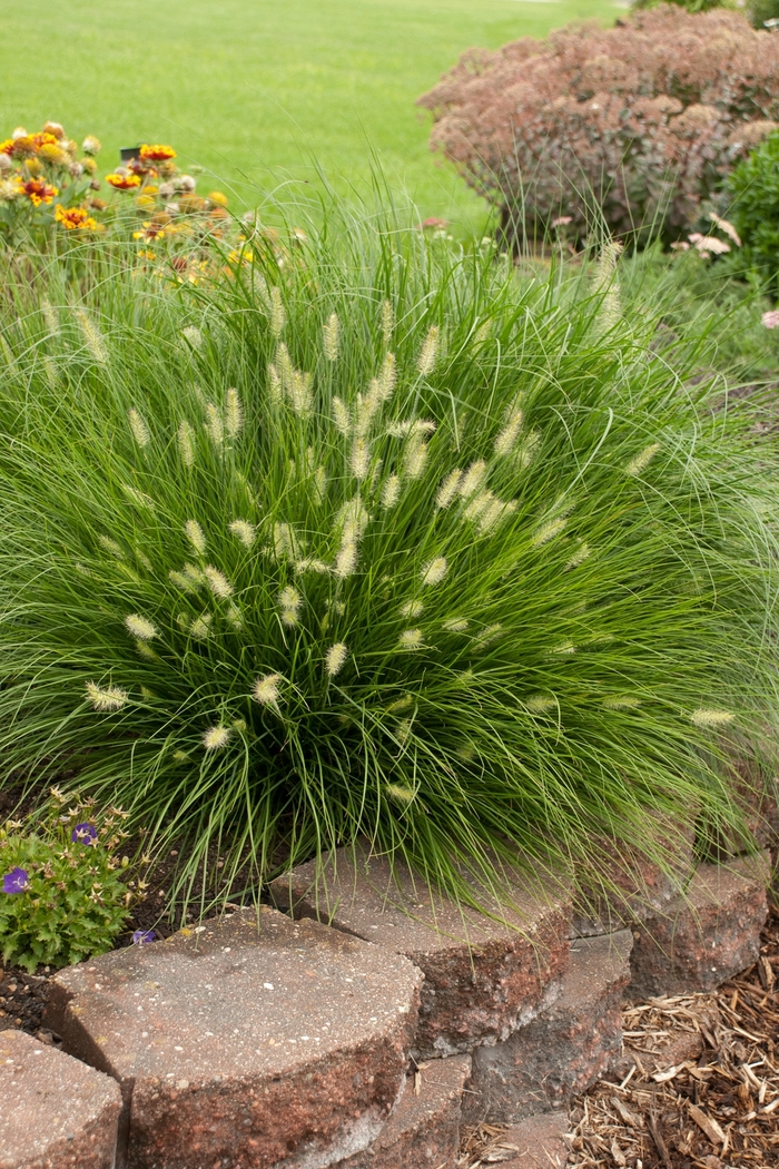 'Little Bunny' Miniature Fountain Grass - Pennisetum alopecuroides from Winding Creek Nursery