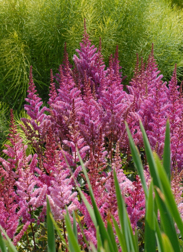 'Maggie Daley' False Spirea - Astilbe chinensis from Winding Creek Nursery