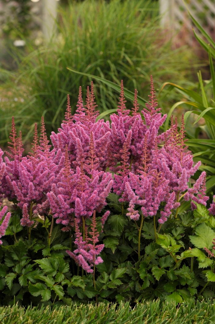 'Visions' Chinese Astilbe - Astilbe chinensis from Winding Creek Nursery