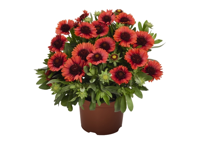 'SpinTop Red' Blanket Flower - Gaillardia aristata from Winding Creek Nursery