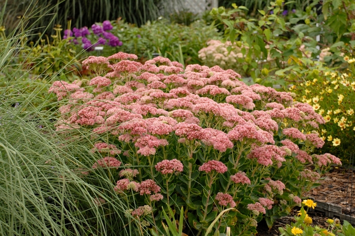 'Autumn Fire' Stonecrop - Sedum spectabile from Winding Creek Nursery