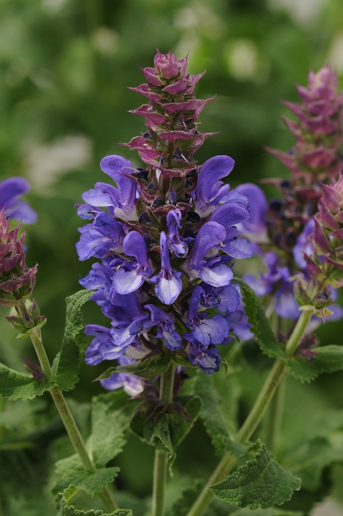 'Blue Marvel' Meadow Sage - Salvia nemorosa from Winding Creek Nursery