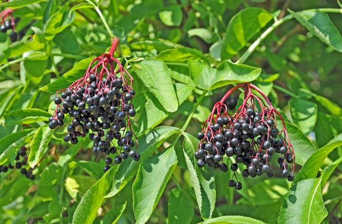 American Elder - Sambucus canadensis from Winding Creek Nursery