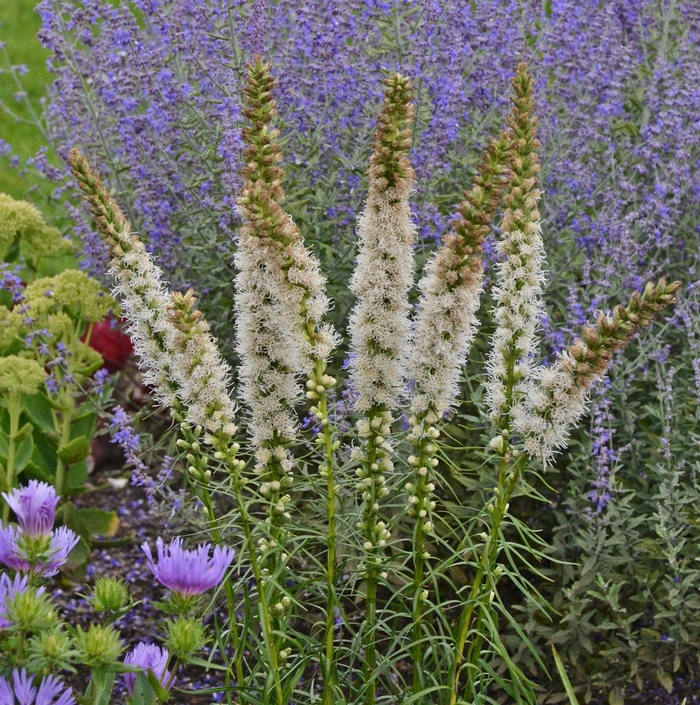 'Floristan White' Blazing Star - Liatris spicata from Winding Creek Nursery