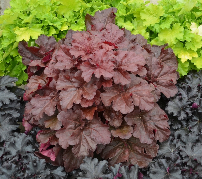 Primo® 'Mahogany Monster' - Heuchera (Coral Bells) from Winding Creek Nursery