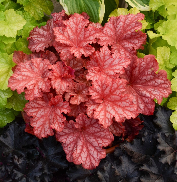 Primo® 'Peachberry Ice' - Heuchera (Coral Bells) from Winding Creek Nursery