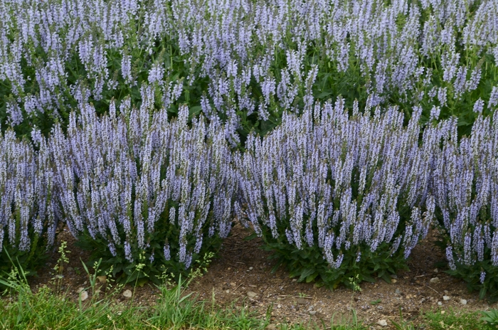 'Perfect Profusion' Perennial Salvia - Salvia nemorosa from Winding Creek Nursery