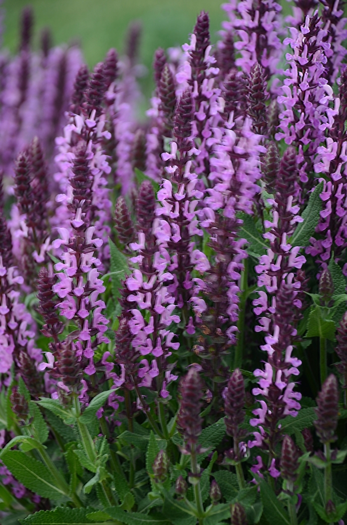 'Pink Profusion' Perennial Salvia - Salvia nemorosa from Winding Creek Nursery