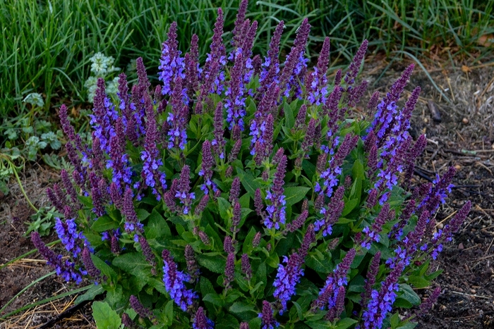 'Violet Profusion' Perennial Salvia - Salvia nemorosa from Winding Creek Nursery