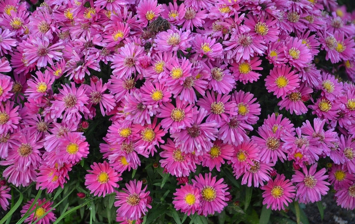 Kickin&reg; 'Carmine Red' - Aster from Winding Creek Nursery