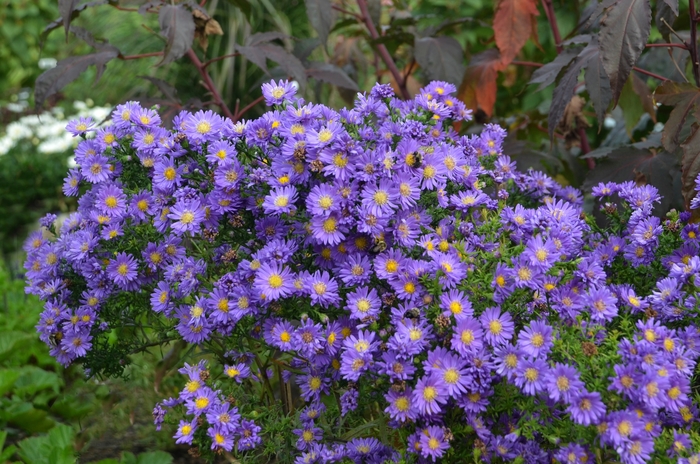 Kickin&reg; 'Lilac Blue' - Aster from Winding Creek Nursery
