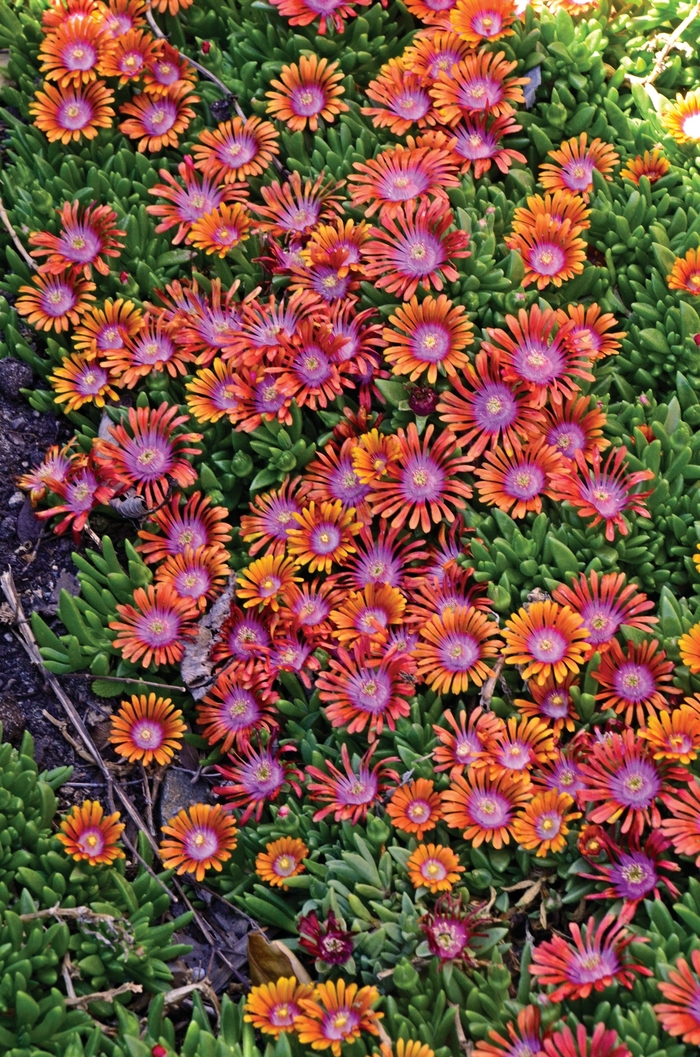 'Fire Spinner®' Ice Plant - Delosperma from Winding Creek Nursery