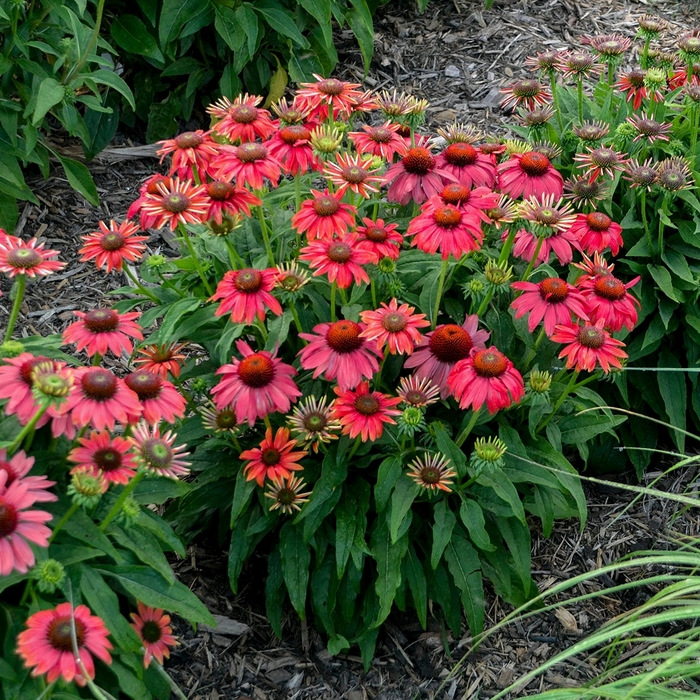 Lakota™ 'Fire' - Echinacea (Coneflower) from Winding Creek Nursery