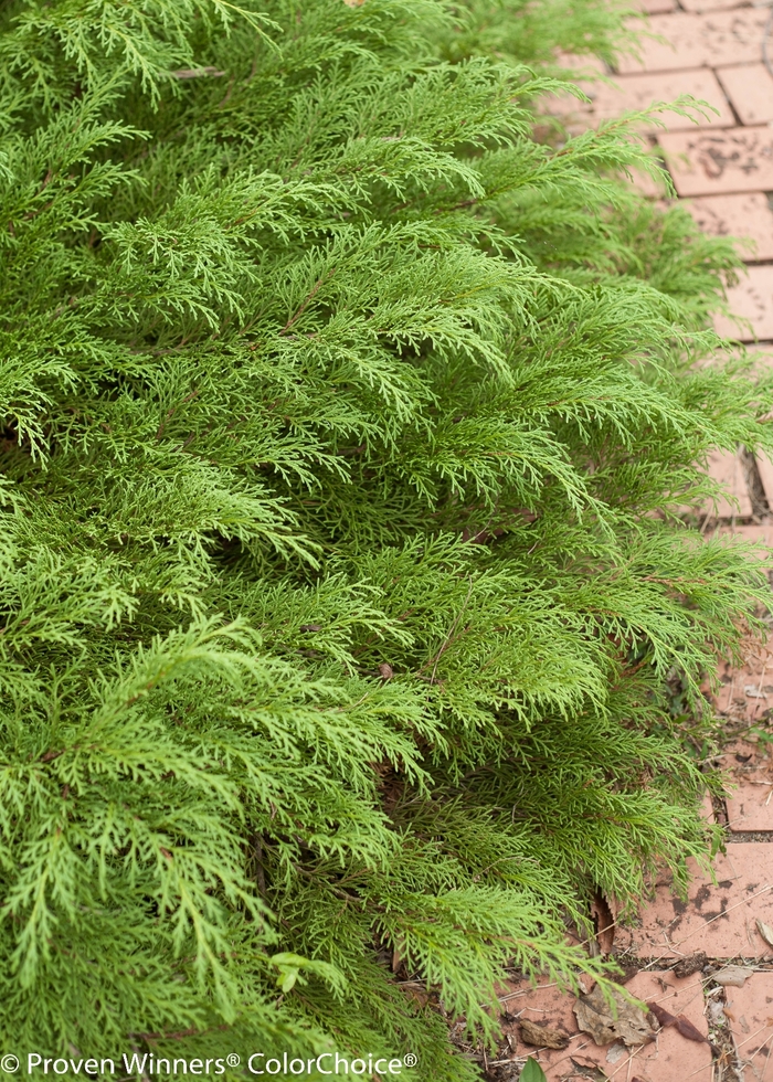 'Celtic Pride®' Siberian Cypress - Microbiota decussata from Winding Creek Nursery