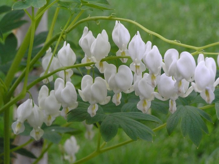 'Alba' Bleeding Heart - Dicentra spectabilis from Winding Creek Nursery