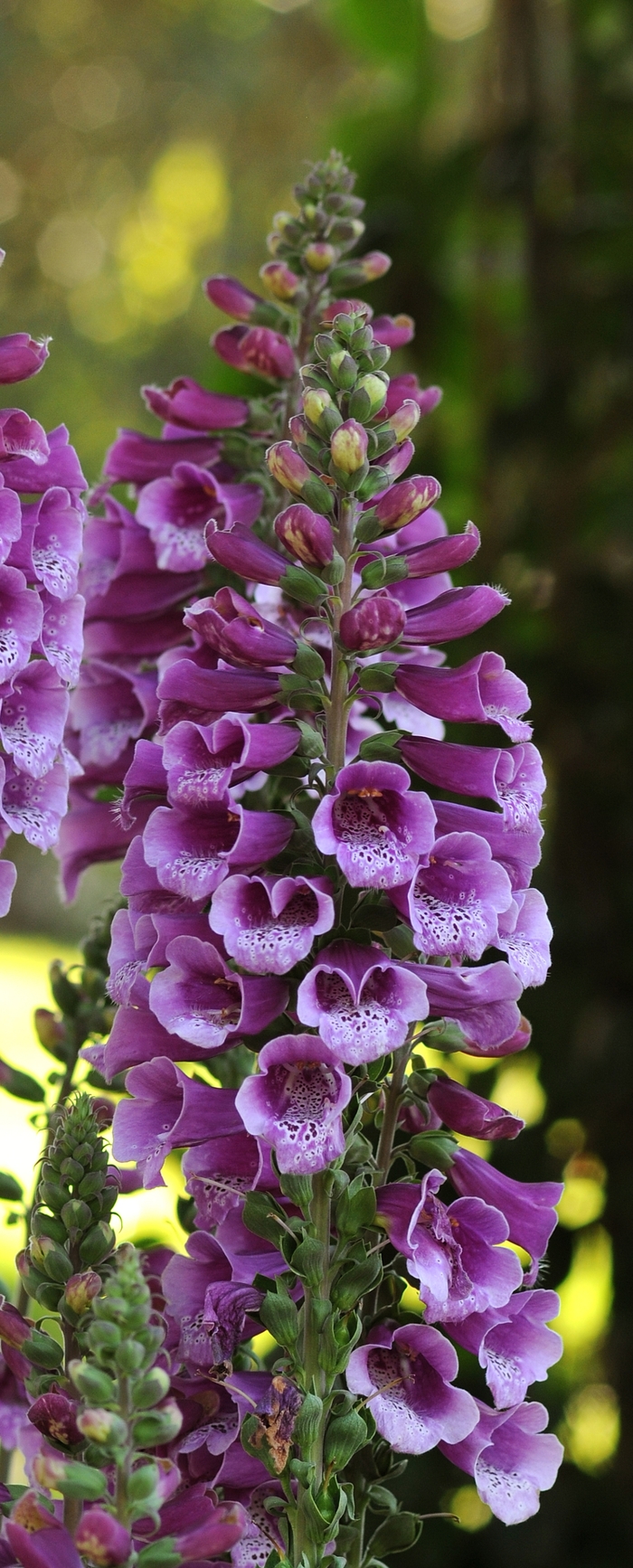 'Dalmatian Purple' Foxglove - Digitalis purpurea from Winding Creek Nursery