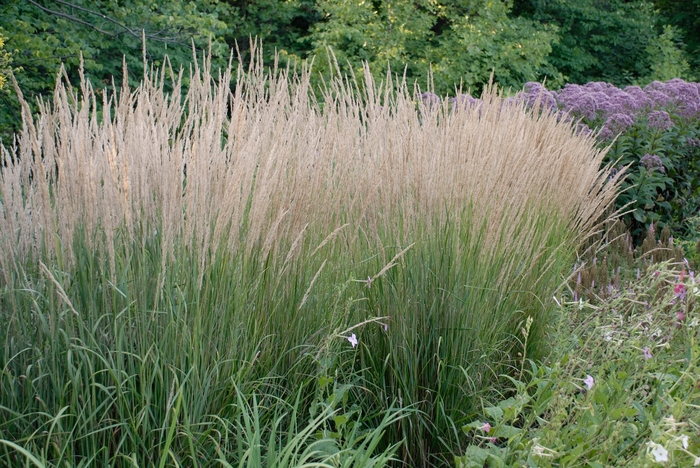 'Karl Foerster' Feather Reed Grass - Calamagrostis acutiflora from Winding Creek Nursery