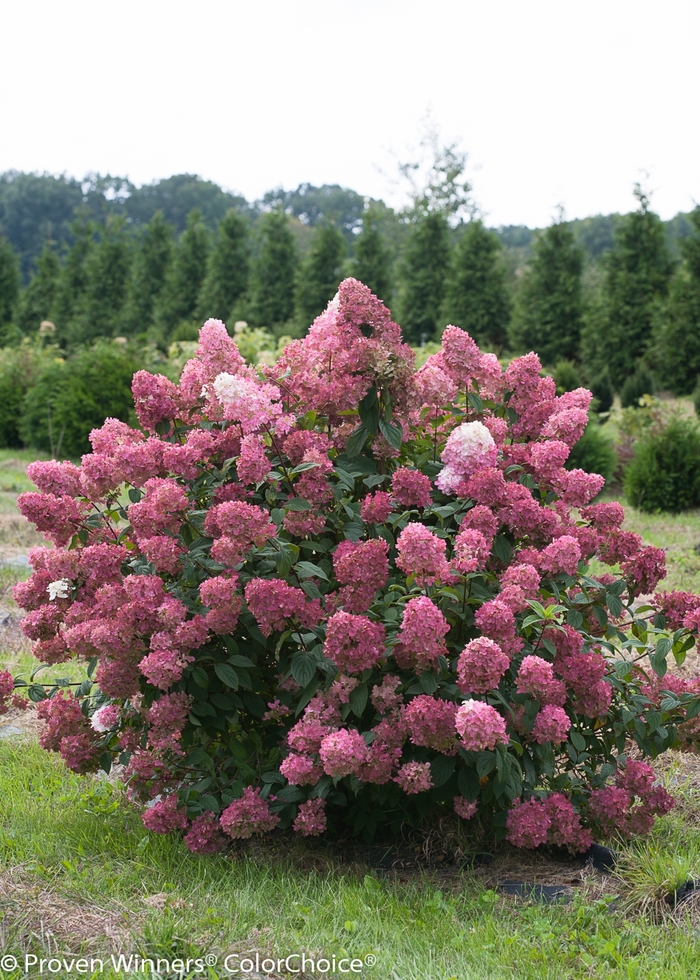 'Fire Light®' Panicle Hydrangea - Hydrangea paniculata from Winding Creek Nursery