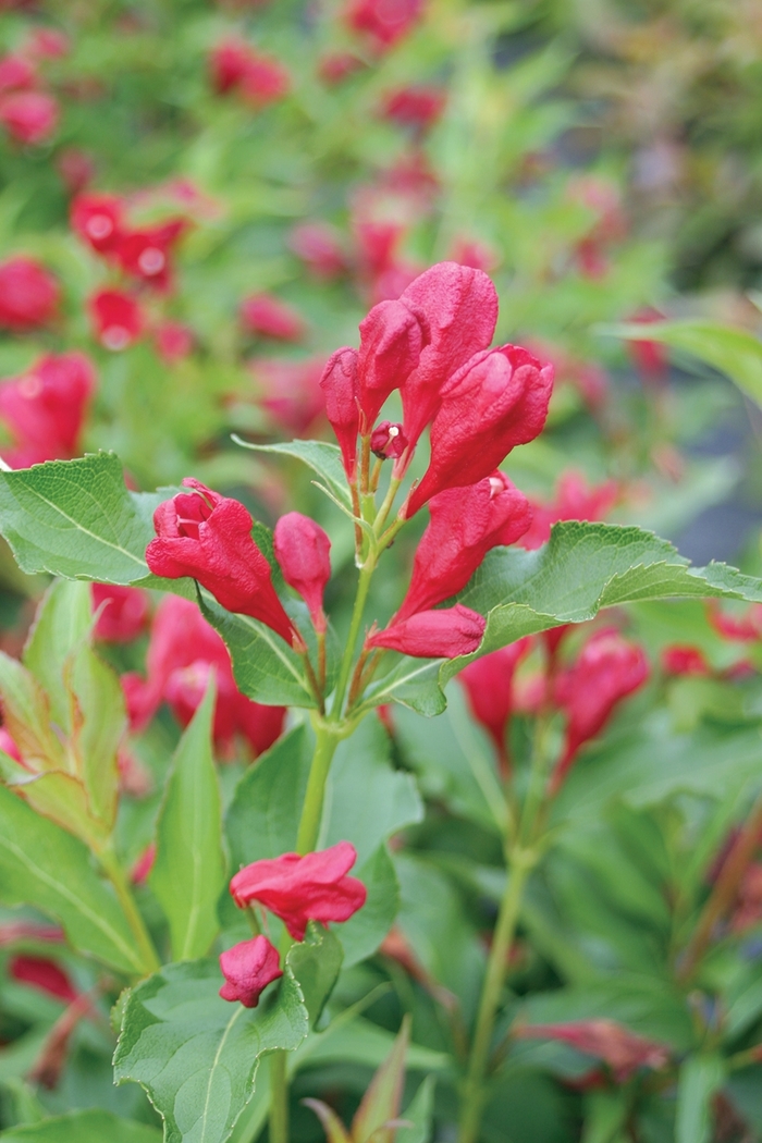 Sonic Bloom® 'Red' - Weigela florida from Winding Creek Nursery