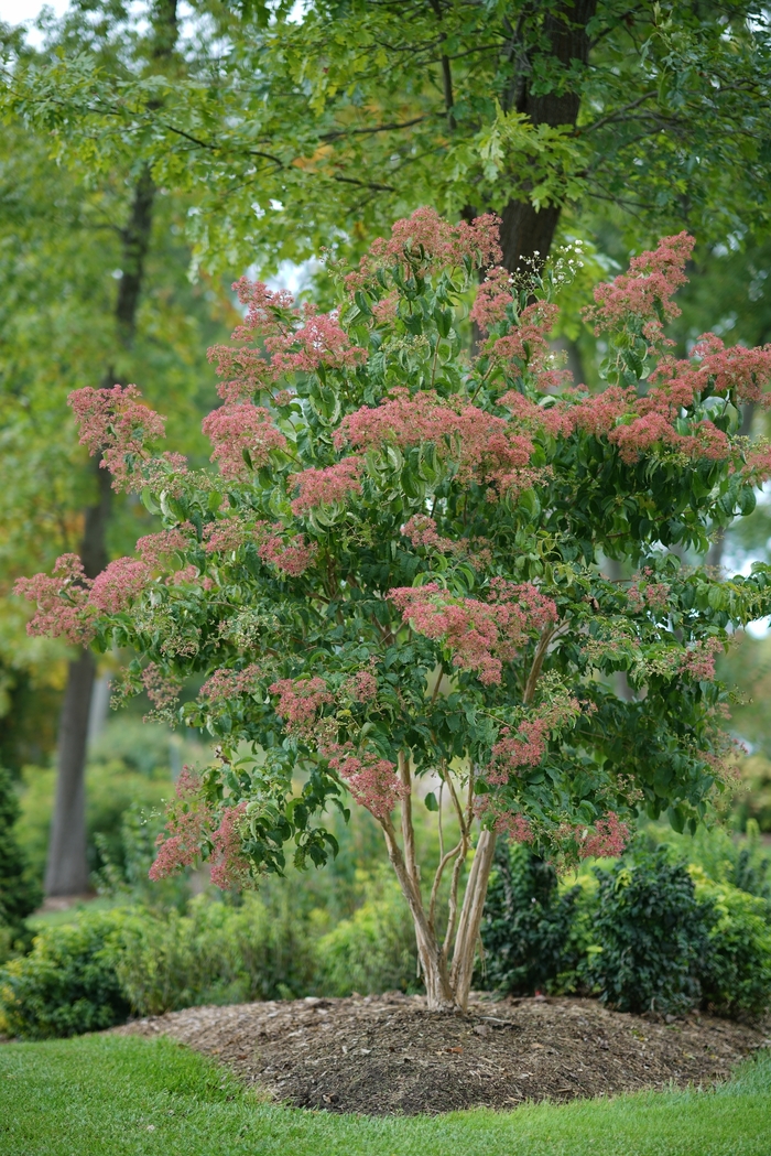 'Temple of Bloom®' Seven Son Flower - Heptacodium miconioides from Winding Creek Nursery