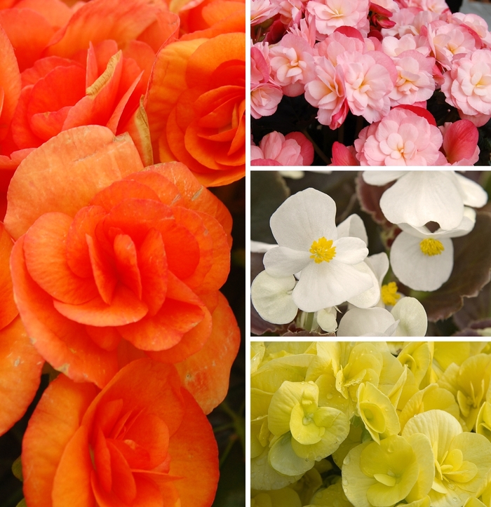 Assorted Begonia - Begonia from Winding Creek Nursery