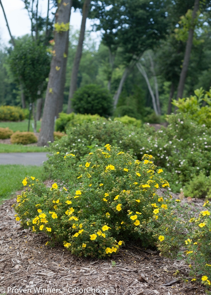 Happy Face® 'Yellow' - Potentilla fruticosa from Winding Creek Nursery