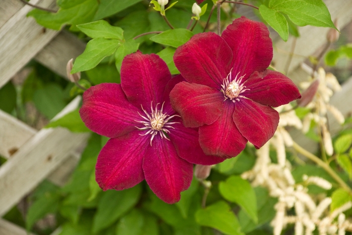 'Rouge Cardinal' - Clematis from Winding Creek Nursery