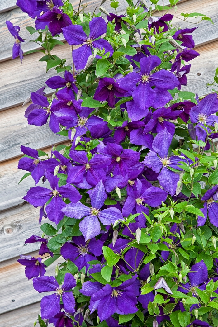 'Jackmanii' - Clematis from Winding Creek Nursery